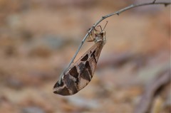 Lachlathetes moestus