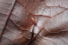 Metopsia