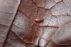 Metopsia