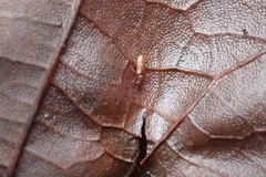 Metopsia