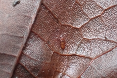 Metopsia