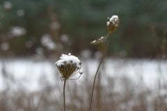 Daucus carota