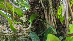 Prosthechea fragrans