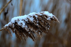 Phragmites australis
