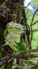 Prosthechea fragrans