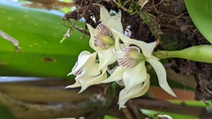 Prosthechea fragrans