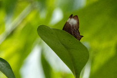 Abisara saturata
