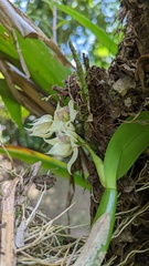 Prosthechea fragrans