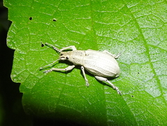 Compsus auricephalus