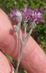 Vernonia capensis
