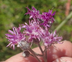 Vernonia capensis
