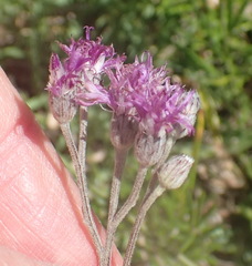 Vernonia capensis