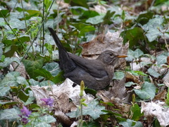 Turdus merula