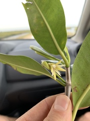 Rhizophora mangle image