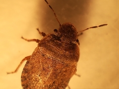 Sciocoris microphthalmus