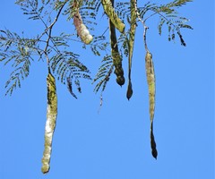 Anadenanthera colubrina