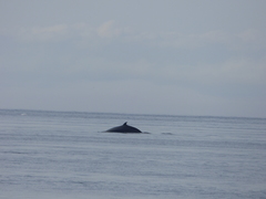 Balaenoptera physalus