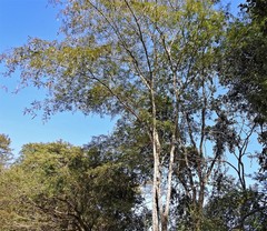 Anadenanthera colubrina