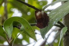 Abisara saturata