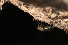 Sarconesia chlorogaster