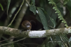 Synallaxis cinnamomea