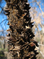 Xanthorrhoea gracilis
