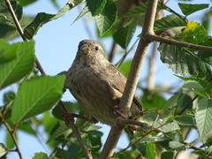 Passer domesticus