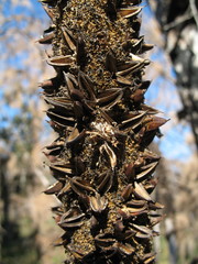 Xanthorrhoea gracilis