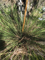 Xanthorrhoea gracilis