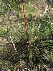 Xanthorrhoea gracilis