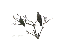 Patagioenas speciosa