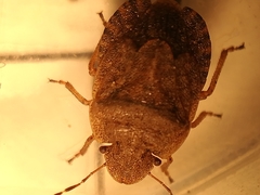 Sciocoris microphthalmus