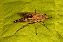 Thereva nobilitata