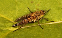 Thereva nobilitata