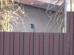 Phoenicurus ochruros