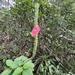 Pink Snakeweed - Photo (c) ruxx, some rights reserved (CC BY-NC)