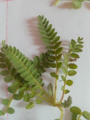 Ornithopus perpusillus