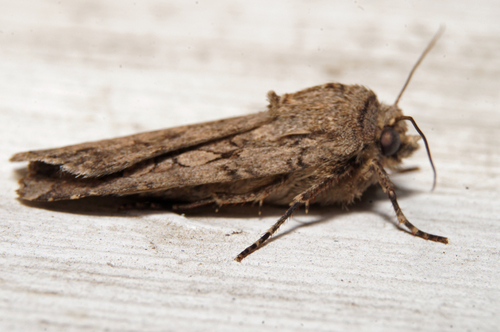 Reaper Dart photo 5