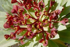 Euphorbia atropurpurea image