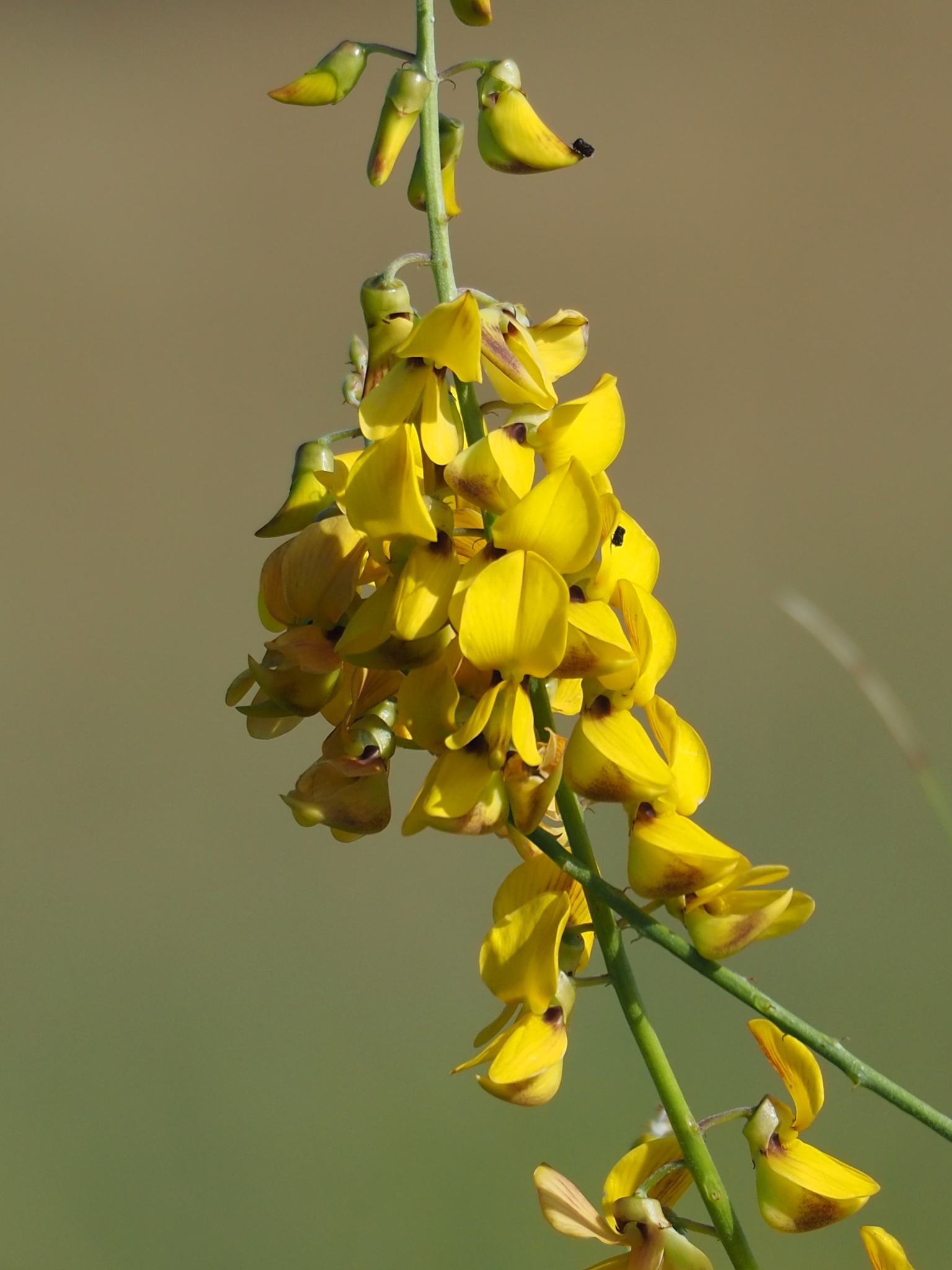 Crotalaria trichotoma