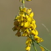 Crotalaria trichotoma - Photo no hay derechos reservados, subido por 葉子