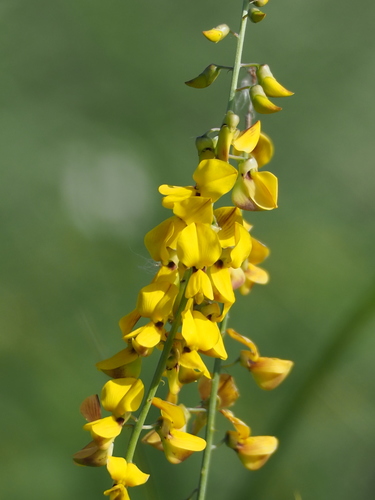 Crotalaria trichotoma