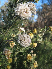 Grevillea crithmifolia