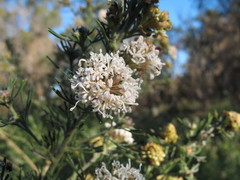 Grevillea crithmifolia
