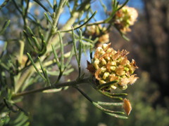 Grevillea crithmifolia