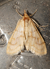 Paracorsia repandalis