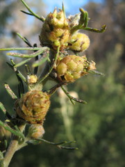 Grevillea crithmifolia