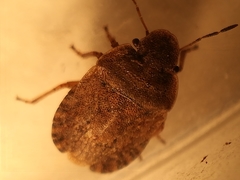 Sciocoris microphthalmus