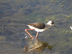 Himantopus himantopus