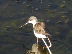 Himantopus himantopus